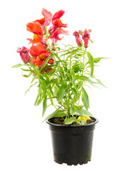 Isolated potted blue Antirrhinum flower
