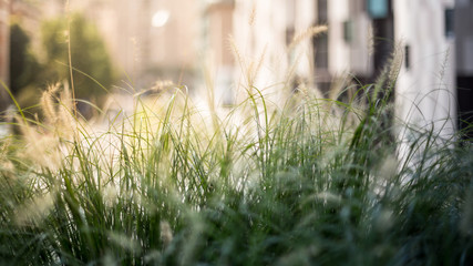 Grass photo background