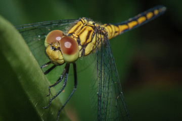 dragonfly