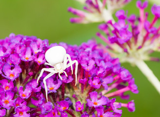 White crab spider on purple buddleia blossoms