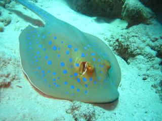 Blaupunktstechrochen