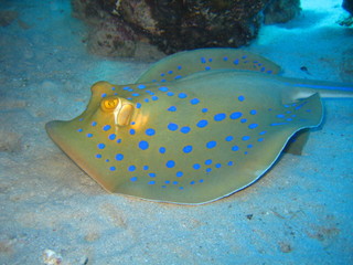 Blaupunktstechrochen