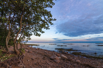 Trees in the Gulf of Finland/ view of the coast of the Gulf of Finland, Leningrad region, Russia