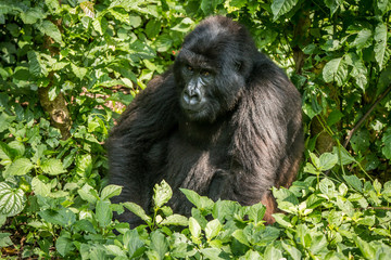 Mountain gorilla sitting in the leaves.