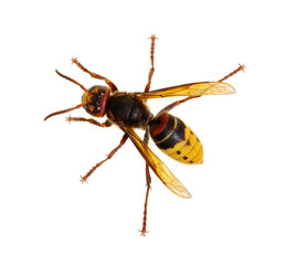 hornet isolated on white