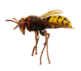 hornet isolated on white