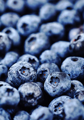 Shot of natural, freshly picked blueberries