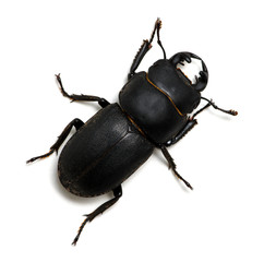 black beetle on white