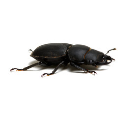 black beetle on white