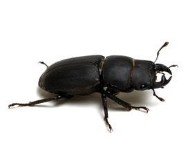 black beetle on white