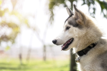 Siberian husky side view have a dog collar in the park and morning warm light.