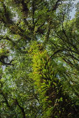 Tree moss