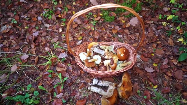 Korb mit riesigen Speisepilzen aus dem Wald