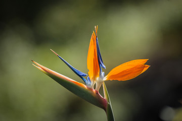 Bird of Paradise