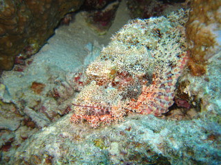 Fototapeta na wymiar Drachenkopf / Skorpionfisch