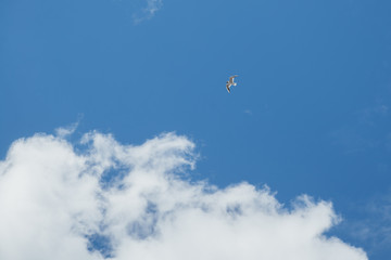 seagull on a background of blue sky with clouds