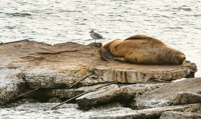 Steller sea lion at resting on rocks