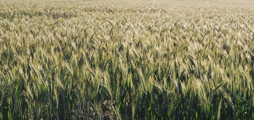 Wide meadow in late summer