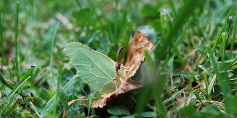 Closeup gren butterfly on brown leaf in grass