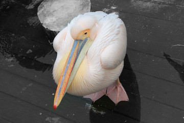 Rosa Vogel mit langem Schnabel