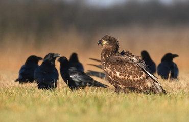 White tailed Eagle (Haliaeetus albicilla)