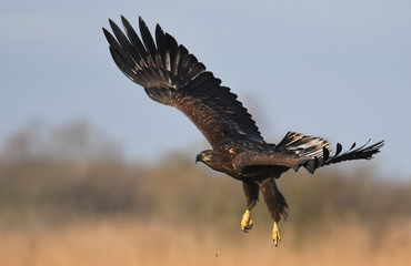 White tailed Eagle (Haliaeetus albicilla)