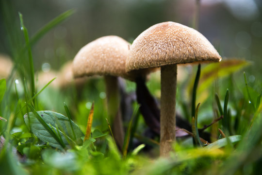 Wild mushrooms growing in the autumn meadow in the green grass, closeup