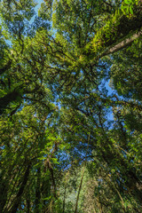 Tree moss