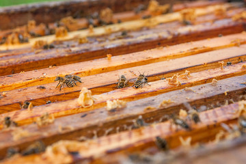 Close up view of the bees swarming on a honeycomb.