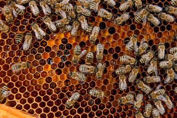 Working bees on the yellow honeycomb with sweet honey.