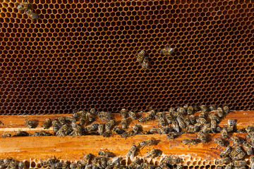 Close up view of the bees swarming on a honeycomb.