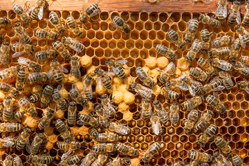 Busy bees inside hive with sealed cells for their young.