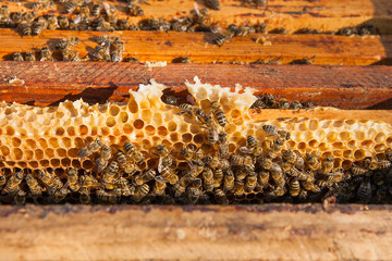 Close up view of the bees swarming on a honeycomb.