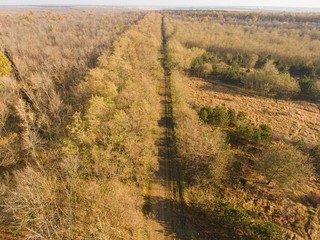 Autumn scene with road in forest. Aerial view.