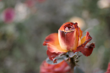 Dying rose in garden shot with copyspace. Red and orange rose flower drying on steam in autumn garden. A lot of space for text