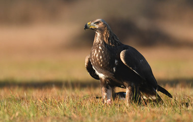 Golden Eagle (Aquila chrysaetos)