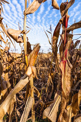 Vertrockneter Mais auf einem Feld