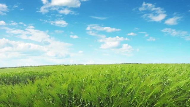 Wheat field and clouds on blue sky. FHD vedeo.