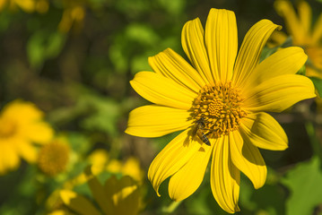 Tree marigold flower or Mexican sunflower.