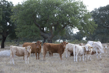 Alentejo,Portugal.