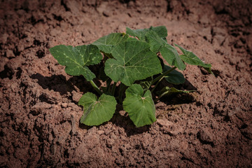 sapling