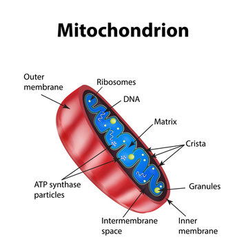 Mitochondria structure. Vector illustration on isolated background