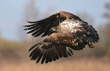 White tailed Eagle (Haliaeetus albicilla)
