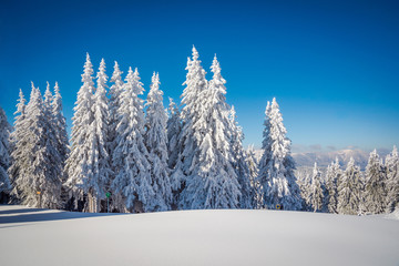 Frosted fir trees and a blue sky - winter landscape