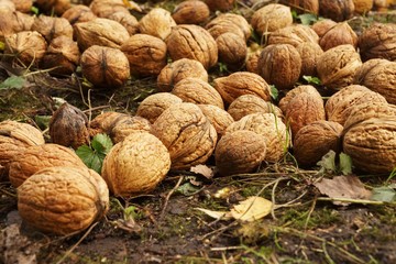 Fresh Walnuts 