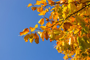 Obraz premium Herbstliche Blätter vor blauem Himmel