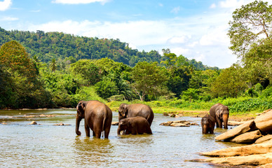 Obraz na płótnie Canvas Elephants in river