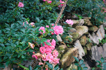 Pink Fairy Rose blooming in a garden