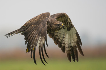 Common buzzard (Buteo buteo)
