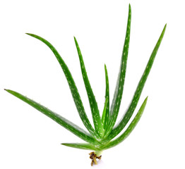 Aloe Vera on white background